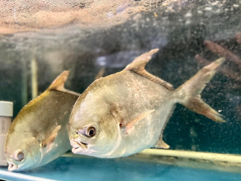 Dấu hiệu nhận biết cá tươi