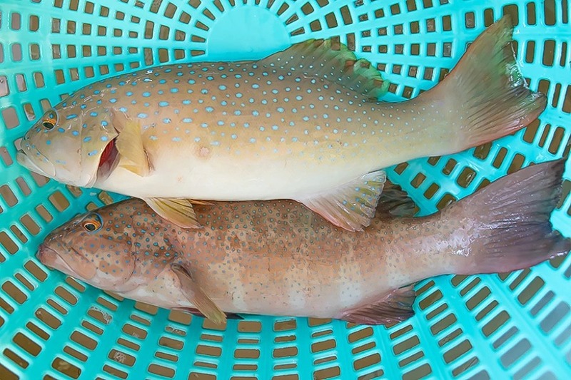 Lý do nên lựa chọn cá tươi?