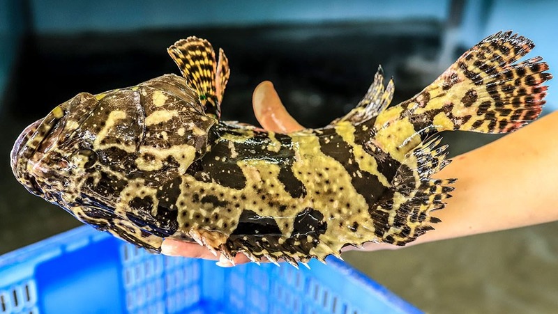 Hướng dẫn cách chọn cá tươi đơn giản