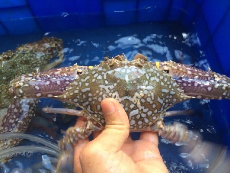 Hướng dẫn cách chọn ghẹ chắc thịt