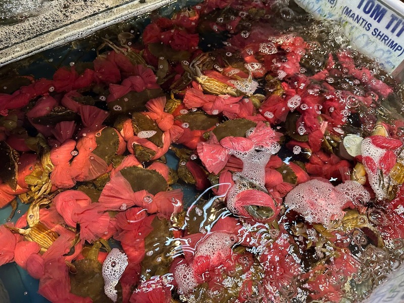 Quan sát khả năng vận động của hải sản sống