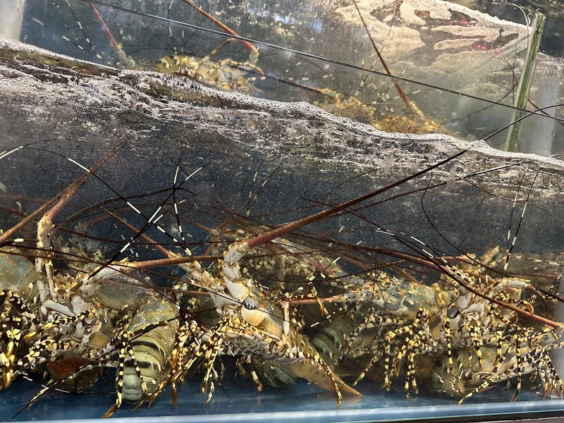 Cách nhận biết tôm tươi qua 5 dấu hiệu đơn giản