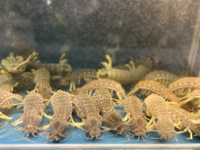 Chất lượng món ăn – Lý do lớn nhất giúp Mộc Seafood được đánh giá cao